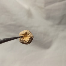 Load image into Gallery viewer, Solanocrinites depressa
