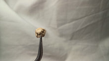 Load image into Gallery viewer, Solanocrinites depressa
