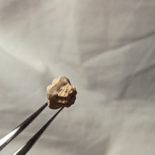 Load image into Gallery viewer, Solanocrinites depressa
