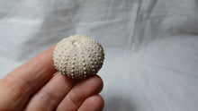 Load image into Gallery viewer, Phymechinus mirabilis
