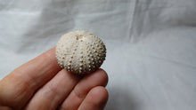 Load image into Gallery viewer, Phymechinus mirabilis
