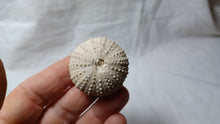 Load image into Gallery viewer, Phymechinus mirabilis
