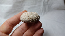 Load image into Gallery viewer, Phymechinus mirabilis
