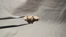 Load image into Gallery viewer, Cheirothyris fleuriausa
