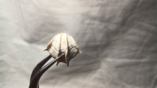 Load image into Gallery viewer, Cheirothyris fleuriausa
