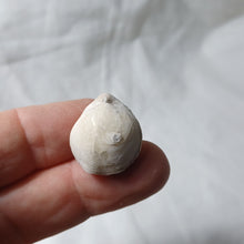 Load image into Gallery viewer, Gibbithyris semiglobosa
