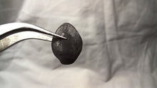 Load image into Gallery viewer, Lobothyris sinemuriensis
