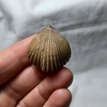 Load image into Gallery viewer, Quadritirhynchia crassimedia
