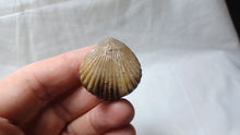 Load image into Gallery viewer, Quadritirhynchia crassimedia
