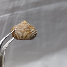 Load image into Gallery viewer, Septaliphoria corallina
