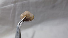 Load image into Gallery viewer, Septaliphoria corallina
