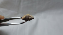 Load image into Gallery viewer, Septaliphoria corallina
