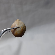 Load image into Gallery viewer, Zeillerina rupellensis
