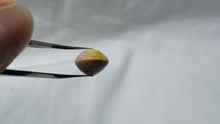 Load image into Gallery viewer, Zeillerina rupellensis
