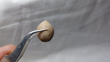 Load image into Gallery viewer, Zeillerina rupellensis
