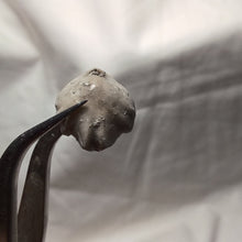 Load image into Gallery viewer, Homoeorhynchia cynocephala
