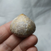 Load image into Gallery viewer, Capillirhynchia wrighti
