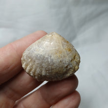 Load image into Gallery viewer, Capillirhynchia wrighti
