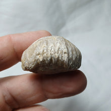 Load image into Gallery viewer, Capillirhynchia wrighti
