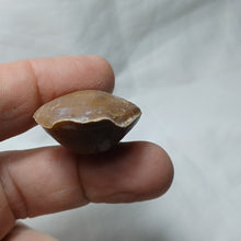 Charger l'image dans la galerie, Epithyris oxonica
