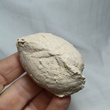 Load image into Gallery viewer, Phymapatagus britannus
