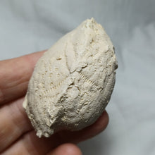 Load image into Gallery viewer, Phymapatagus britannus
