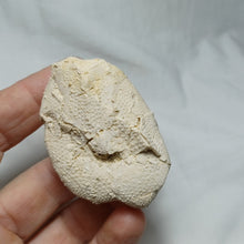 Load image into Gallery viewer, Phymapatagus britannus
