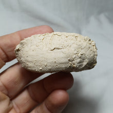 Load image into Gallery viewer, Phymapatagus britannus
