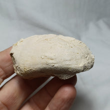 Load image into Gallery viewer, Phymapatagus britannus
