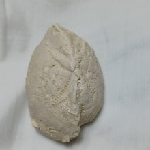 Load image into Gallery viewer, Phymapatagus britannus
