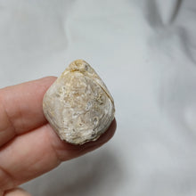 Load image into Gallery viewer, Xestosina suprajurensis
