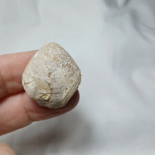 Load image into Gallery viewer, Xestosina suprajurensis
