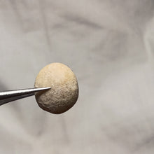 Load image into Gallery viewer, Echinogalerus faba
