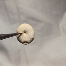 Load image into Gallery viewer, Echinogalerus faba
