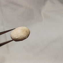 Load image into Gallery viewer, Echinogalerus faba

