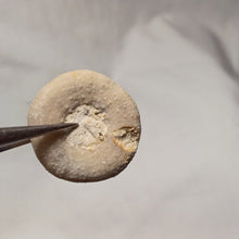 Load image into Gallery viewer, Holectypus corallinus

