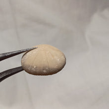 Load image into Gallery viewer, Holectypus corallinus
