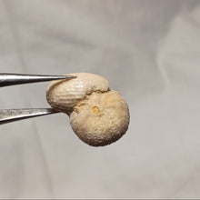 Load image into Gallery viewer, Polycyphus distinctus

