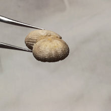 Load image into Gallery viewer, Polycyphus distinctus
