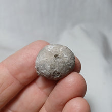 Load image into Gallery viewer, Codechinus rotundus
