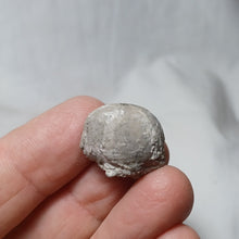Load image into Gallery viewer, Codechinus rotundus
