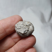 Load image into Gallery viewer, Codechinus rotundus
