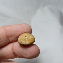 Load image into Gallery viewer, Phyllobrissus gresslyi
