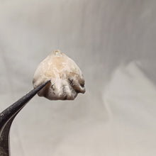 Charger l'image dans la galerie, Homoeorhynchia cynocephala
