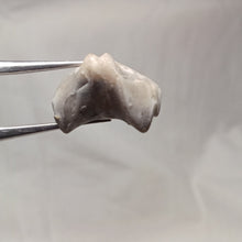 Load image into Gallery viewer, Homoeorhynchia cynocephala
