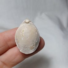 Load image into Gallery viewer, Dorsoplicathyris subinsignis
