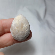 Load image into Gallery viewer, Dorsoplicathyris subinsignis
