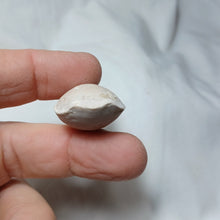 Load image into Gallery viewer, Dorsoplicathyris subinsignis
