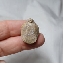 Load image into Gallery viewer, Placothyris rollieri
