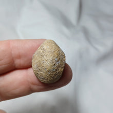 Load image into Gallery viewer, Placothyris rollieri
